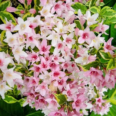 Вейгела САННИ ПРИНЦЕСС  Вейгела САННИ ПРИНЦЕСС в Барнауле