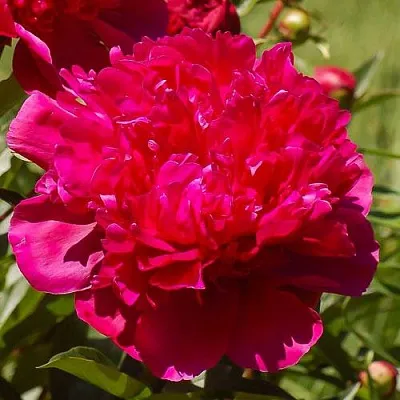 Пион БИГ БЕН травянистый  Пион БИГ БЕН травянистый в Барнауле