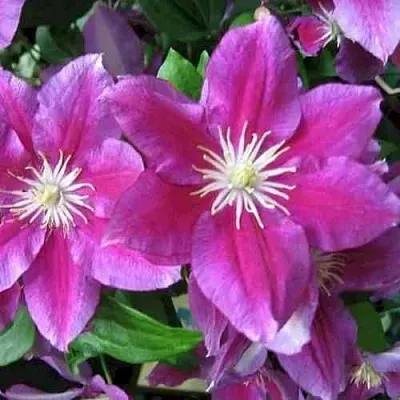 Клематис ХАНИЯ  Клематис ХАНИЯ в Барнауле