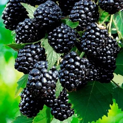 Ежевика ЛОХТЕЙ бесшипная  Ежевика ЛОХТЕЙ бесшипная в Барнауле