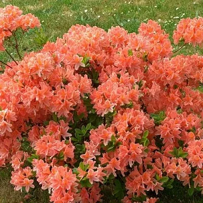 Рододендрон ЯПОНСКИЙ ОРАНЖЕВЫЙ  Рододендрон ЯПОНСКИЙ ОРАНЖЕВЫЙ в Барнауле