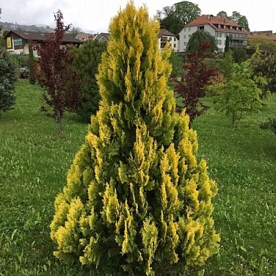 Туя ЕЛЛОУ РИББОН западная  Туя ЕЛЛОУ РИББОН западная в Барнауле