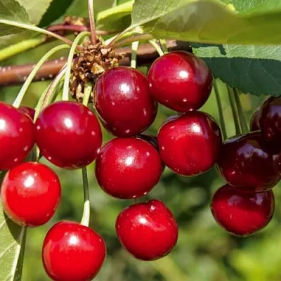 Вишня ЛЮБСКАЯ в Барнауле