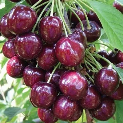 Черешня СЭМ колонновидная  Черешня СЭМ колонновидная в Барнауле