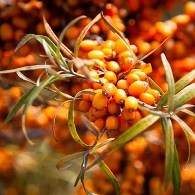 Облепиха ФИНСКАЯ  Облепиха ФИНСКАЯ в Барнауле