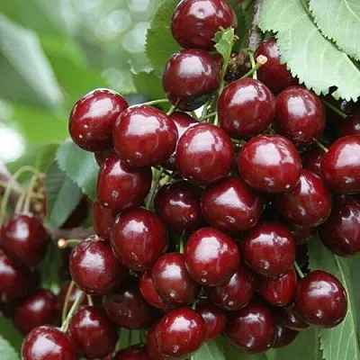 Черешня СИЛЬВИЯ колоновидная  Черешня СИЛЬВИЯ колоновидная в Барнауле