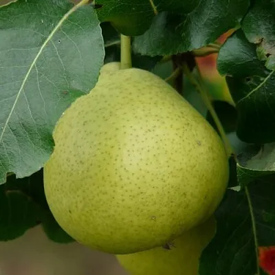 Груша САНРЕМО колонновидная в Барнауле