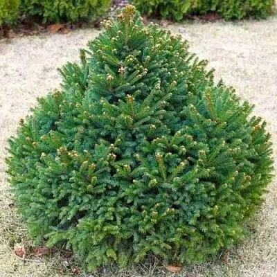 Ель БАРРИ обыкновенная  Ель БАРРИ обыкновенная в Барнауле