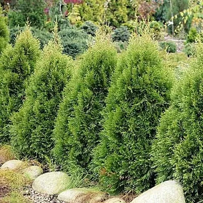 Туя СМАРАГД ВИТБОНТ западная  Туя СМАРАГД ВИТБОНТ западная в Барнауле