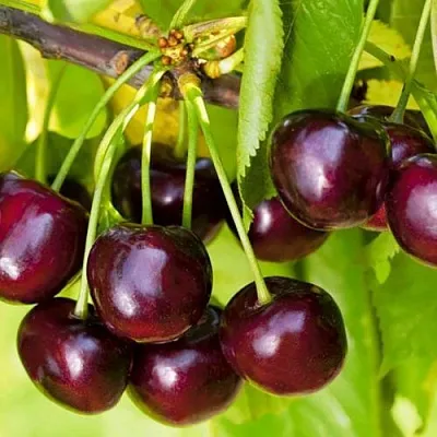 Черешня ИПУТЬ  Черешня ИПУТЬ в Барнауле