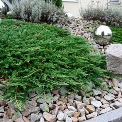 Можжевельник ПРИНЦ ОФ УЭЛЬС горизонтальный  Можжевельник ПРИНЦ ОФ УЭЛЬС горизонтальный в Барнауле