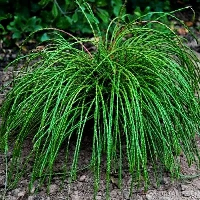 Туя ВИПКОРД складчатая  Туя ВИПКОРД складчатая в Барнауле