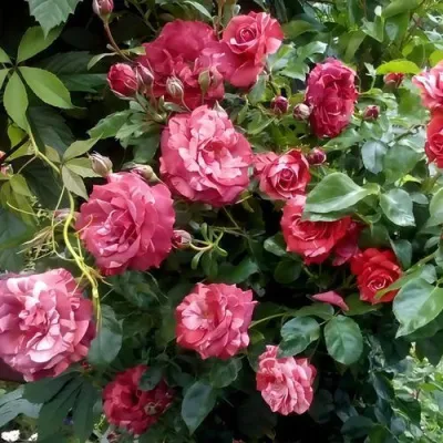 Саженцы роз БРАУНИ плетистая — описание сорта Саженцы роз БРАУНИ плетистая в Барнауле