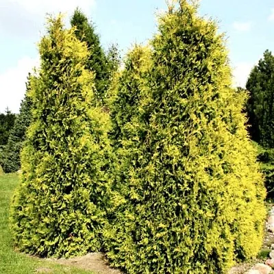 Туя САЛЛАНД западная  Туя САЛЛАНД западная в Барнауле