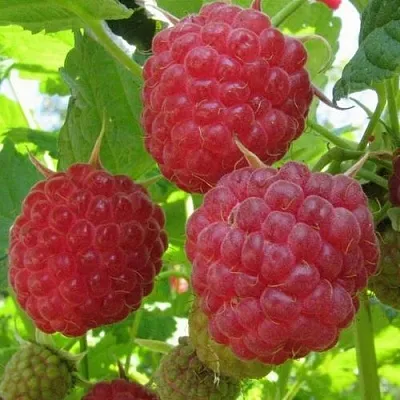 Малина НОВОСТЬ КУЗЬМИНА   Малина НОВОСТЬ КУЗЬМИНА  в Барнауле