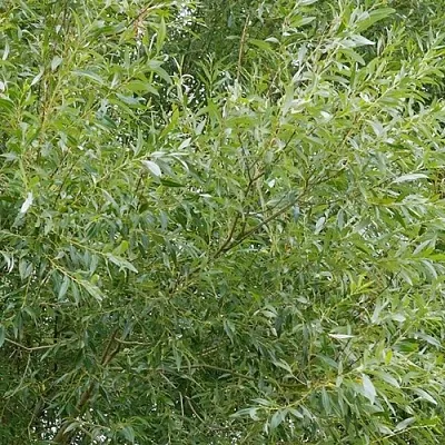 Ива ВИТЕЛЛИНА белая   Ива ВИТЕЛЛИНА белая  в Барнауле