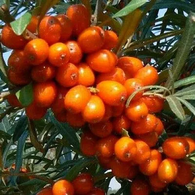 Облепиха ПЛАМЕННАЯ  Облепиха ПЛАМЕННАЯ в Барнауле