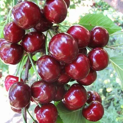 Черешня ОДРИНКА  Черешня ОДРИНКА в Барнауле