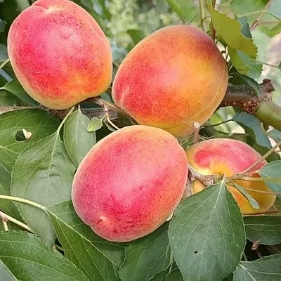 Абрикос ОСОБЕННЫЙ ДЕНИСЮКА  Абрикос ОСОБЕННЫЙ ДЕНИСЮКА в Барнауле