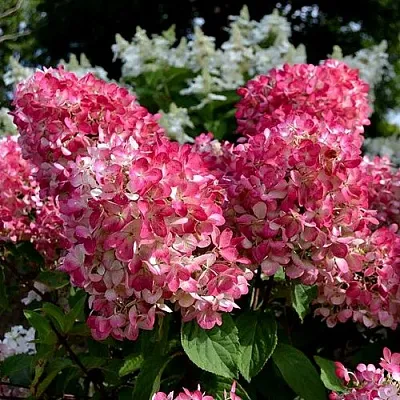 Гортензия ПИНК ДАЙМОНД метельчатая в Барнауле