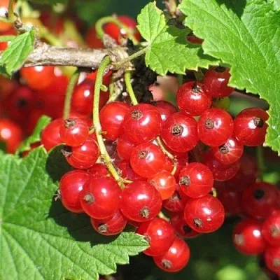 Смородина красная РАЧКОВСКАЯ  Смородина красная РАЧКОВСКАЯ в Барнауле