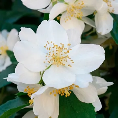 Жасмин ЮСТИНКА  Жасмин ЮСТИНКА в Барнауле