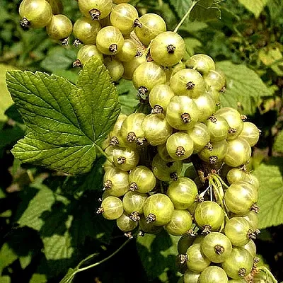 Смородина зеленоплодная СНЕЖНАЯ КОРОЛЕВА  Смородина зеленоплодная СНЕЖНАЯ КОРОЛЕВА в Барнауле