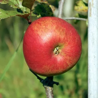 Яблоня ДЫЯМЕНТ  Яблоня ДЫЯМЕНТ в Барнауле