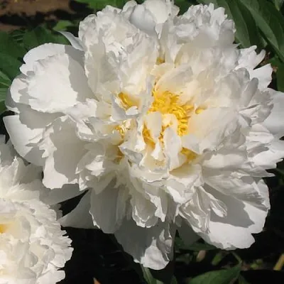 Пион БОУЛ ОФ КРИМ травянистый  Пион БОУЛ ОФ КРИМ травянистый в Барнауле