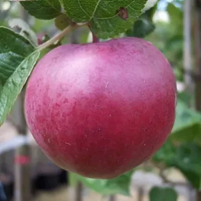 Яблоня НОРИС  Яблоня НОРИС в Барнауле