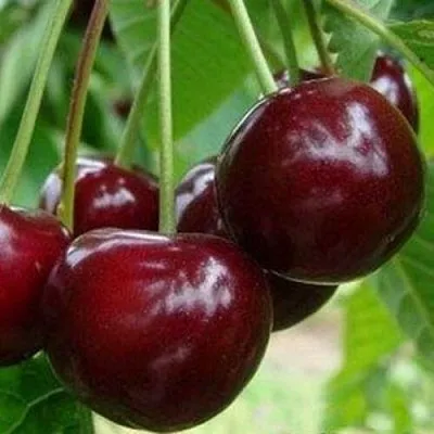 Вишня МИЛАВИЦА в Барнауле