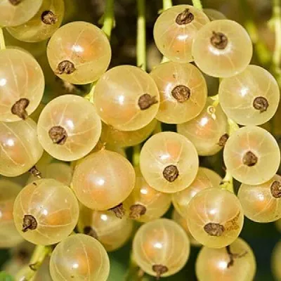 Смородина белая СМОЛЬЯНИНОВСКАЯ  Смородина белая СМОЛЬЯНИНОВСКАЯ в Барнауле