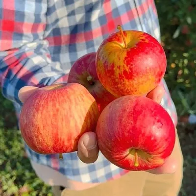 Яблоня КРАСАВИТА  Яблоня КРАСАВИТА в Барнауле