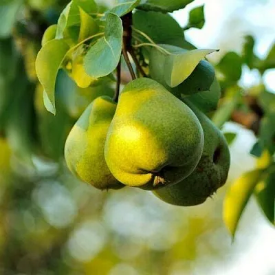 Груша СТОЛИЧНАЯ колонновидная в Барнауле