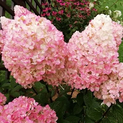 Гортензия МЭДЖИКАЛ КЭНДЛ метельчатая в Барнауле