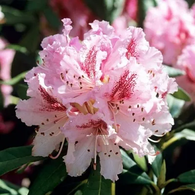 Рододендрон ЧИР  Рододендрон ЧИР в Барнауле