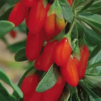 Годжи ВЯЧЕСЛАВ  Годжи ВЯЧЕСЛАВ в Барнауле