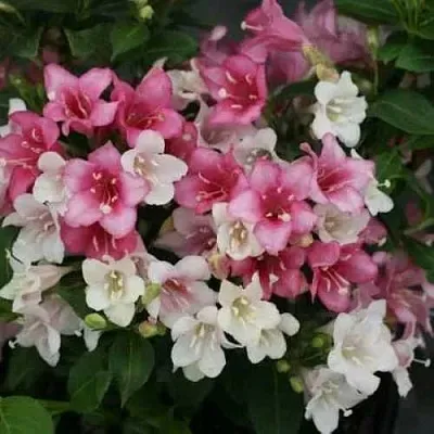 Вейгела КАРНАВАЛ  Вейгела КАРНАВАЛ в Барнауле