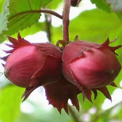 Фундук АЙВЕНГО  Фундук АЙВЕНГО в Барнауле