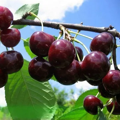 Дюк ЧУДО-ВИШНЯ  Дюк ЧУДО-ВИШНЯ в Барнауле