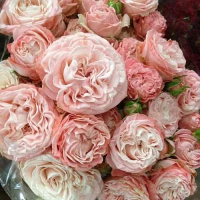 Саженцы роз МАДАМ БОМБАСТИК спрей  Саженцы роз МАДАМ БОМБАСТИК спрей в Барнауле