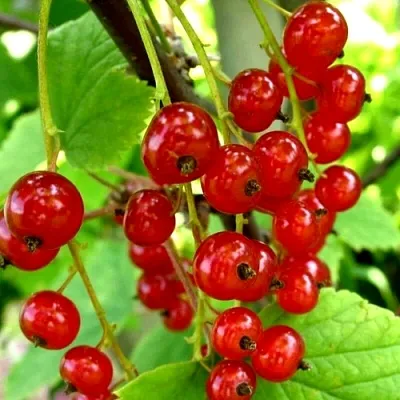 Смородина красная КОРАЛЛОВАЯ  Смородина красная КОРАЛЛОВАЯ в Барнауле