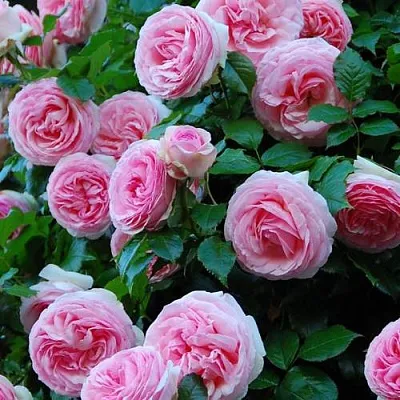 Саженцы роз ПЬЕР ДЕ РОНСАР плетистая  Саженцы роз ПЬЕР ДЕ РОНСАР плетистая в Барнауле