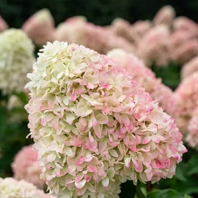 Гортензия САММЕР ЛАВ метельчатая в Барнауле