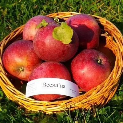 Яблоня ВЕСЯЛИНА  Яблоня ВЕСЯЛИНА в Барнауле