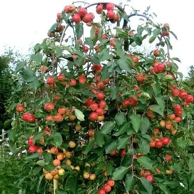 Яблоня ХЮВИНГИЕНЗИС декоративная  Яблоня ХЮВИНГИЕНЗИС декоративная в Барнауле