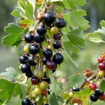 Смородина золотистая ПЛОТНОМЯСАЯ  Смородина золотистая ПЛОТНОМЯСАЯ в Барнауле