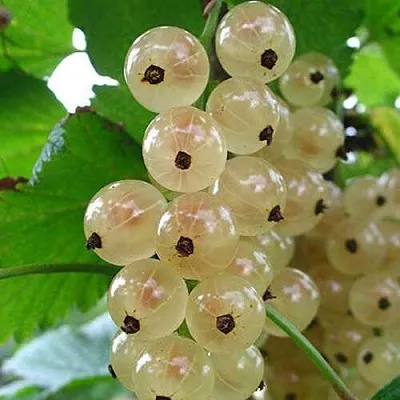 Смородина белая ЮТЕРБОРГСКАЯ  Смородина белая ЮТЕРБОРГСКАЯ в Барнауле