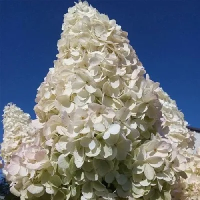 Гортензия ПОЛАР БИР метельчатая в Барнауле