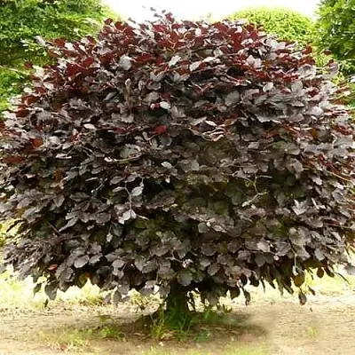 Бук лесной АТРОПУНИЦЕА  Бук лесной АТРОПУНИЦЕА в Барнауле